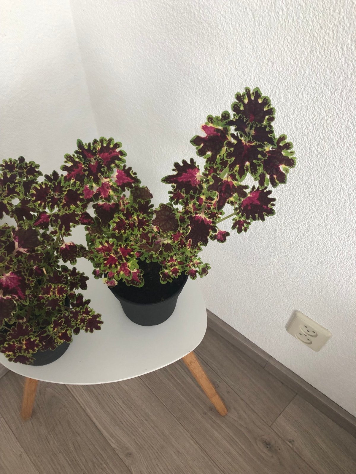 Prachtige Coleus planten - Kleurrijk en Uniek, Eenjarig, Bloeit niet, Halfschaduw, Ophalen