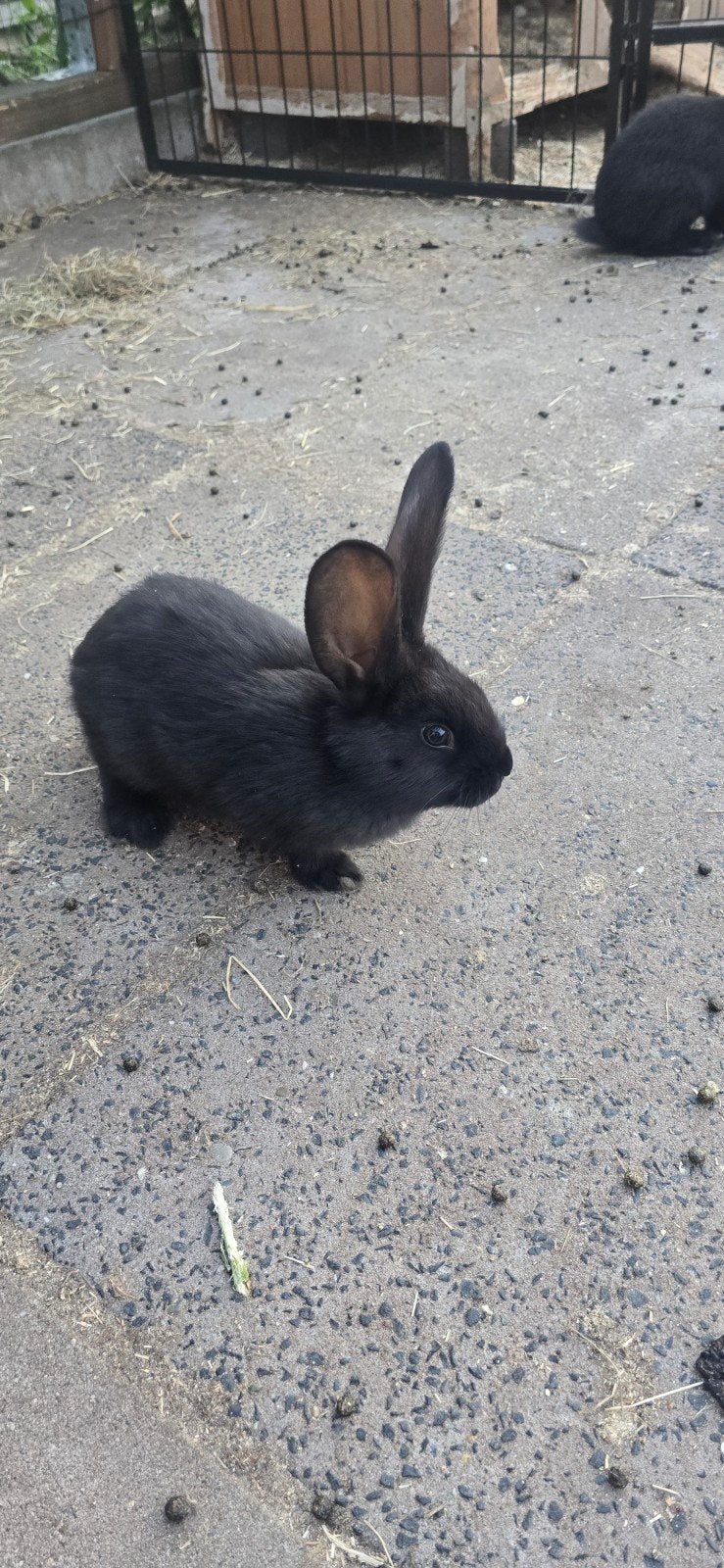Vlaamse Reus Rammen (nog 2 beschikbaar), Meerdere dieren, Groot
