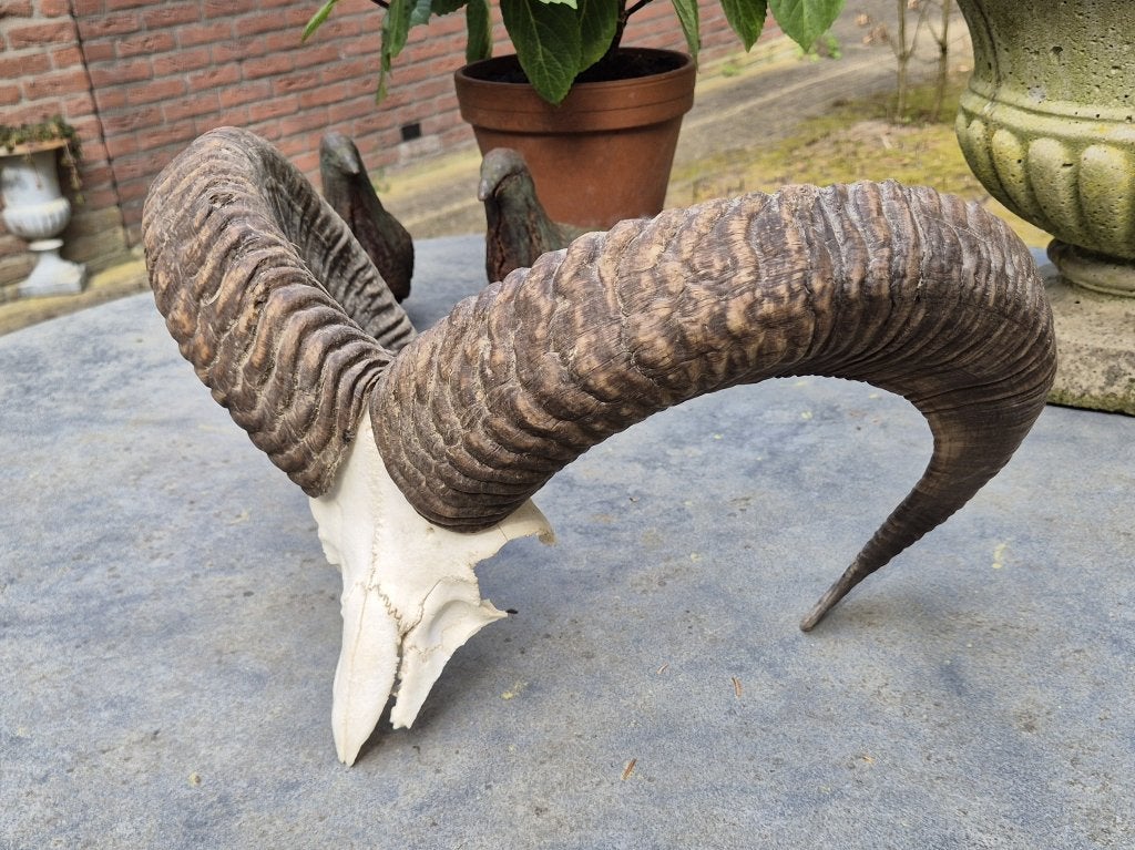 Indrukwekkende Moeflon Schedel met Hoorns Mancave jacht g67, Ophalen of Verzenden, Zo goed als nieuw, Wild dier, Schedel