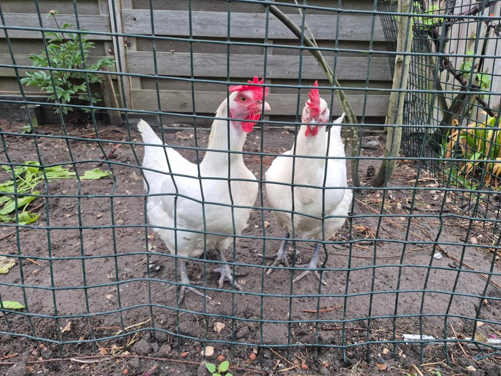 Kippen met hok en 15kg voer, Vrouwelijk, Kip