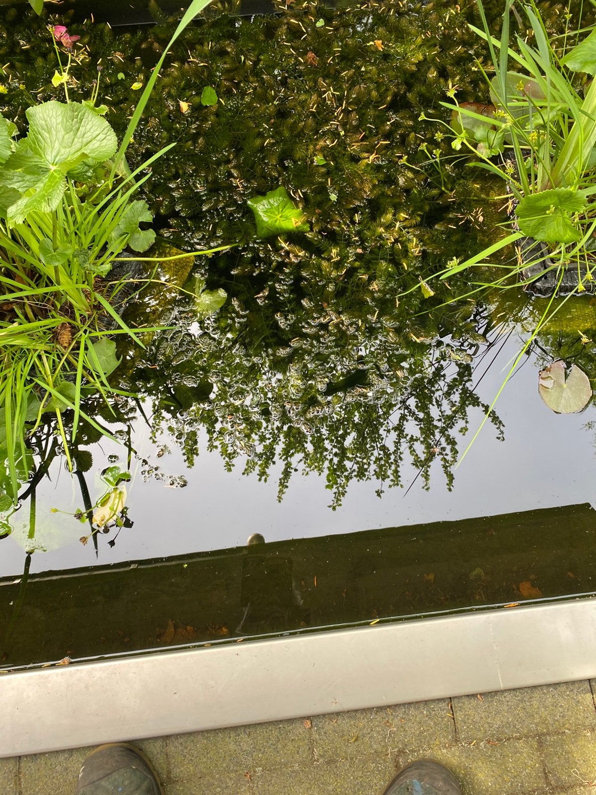 Zuurstofplanten, Tuin en Terras, Vijvers, Ophalen of Verzenden