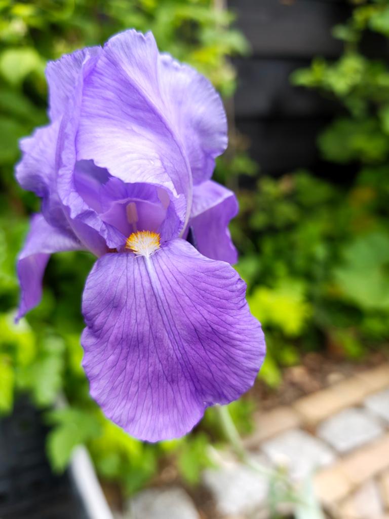 Iris Germánica 'Pallida', baardiris lila, Tuin en Terras, Planten | Tuinplanten, Ophalen of Verzenden, Overige soorten, Volle zon