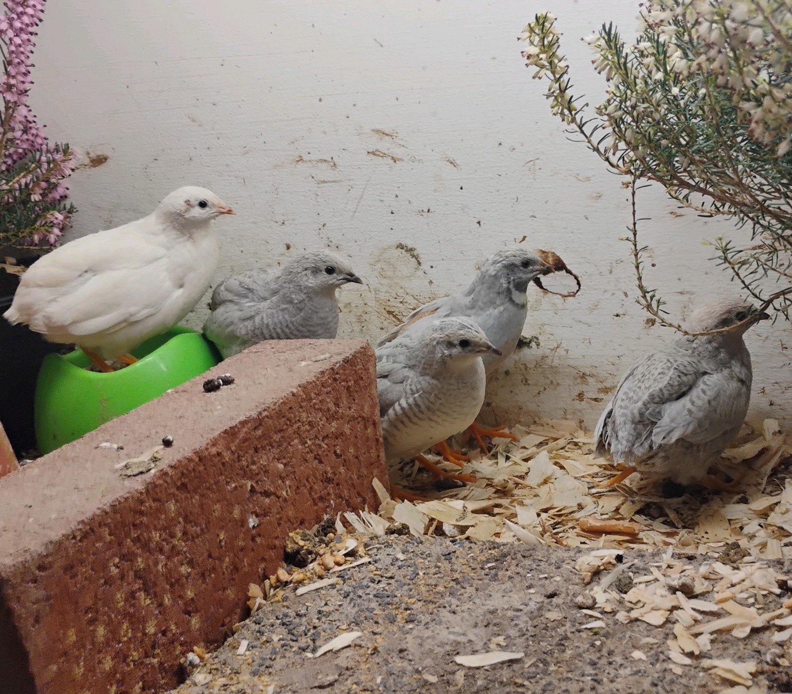 Broedeieren Chinese dwergkwartels, Meerdere dieren