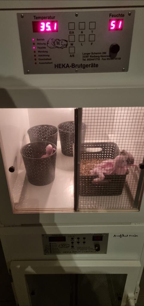 Heka couveuse, opfokkast,warmtekooi, Ophalen of Verzenden