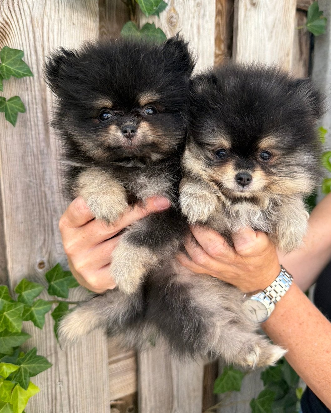 2 pomeriaan/pomeranian puppy’s/pups TEEFJES ouders NL FCI, Keeshond, 8 tot 15 weken, Teef, Parvo