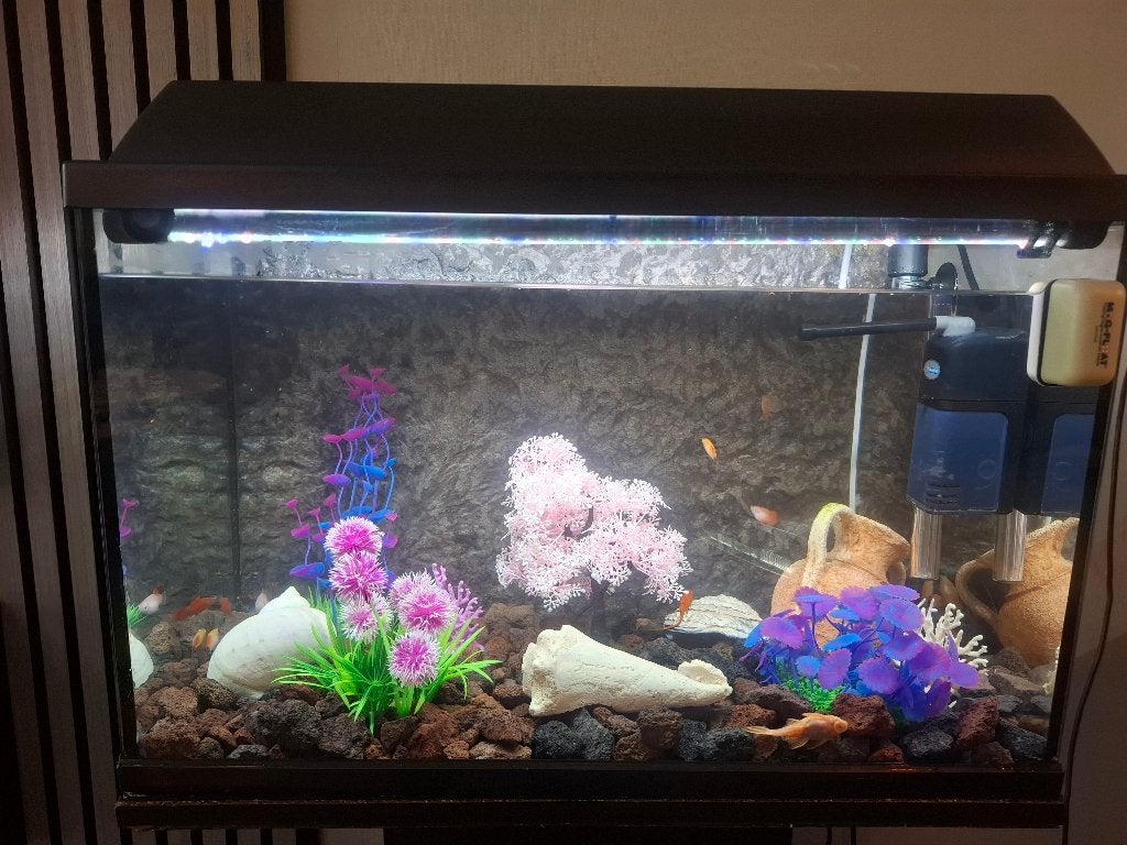 Aquarium compleet met vissen, Vis, Zoetwatervis