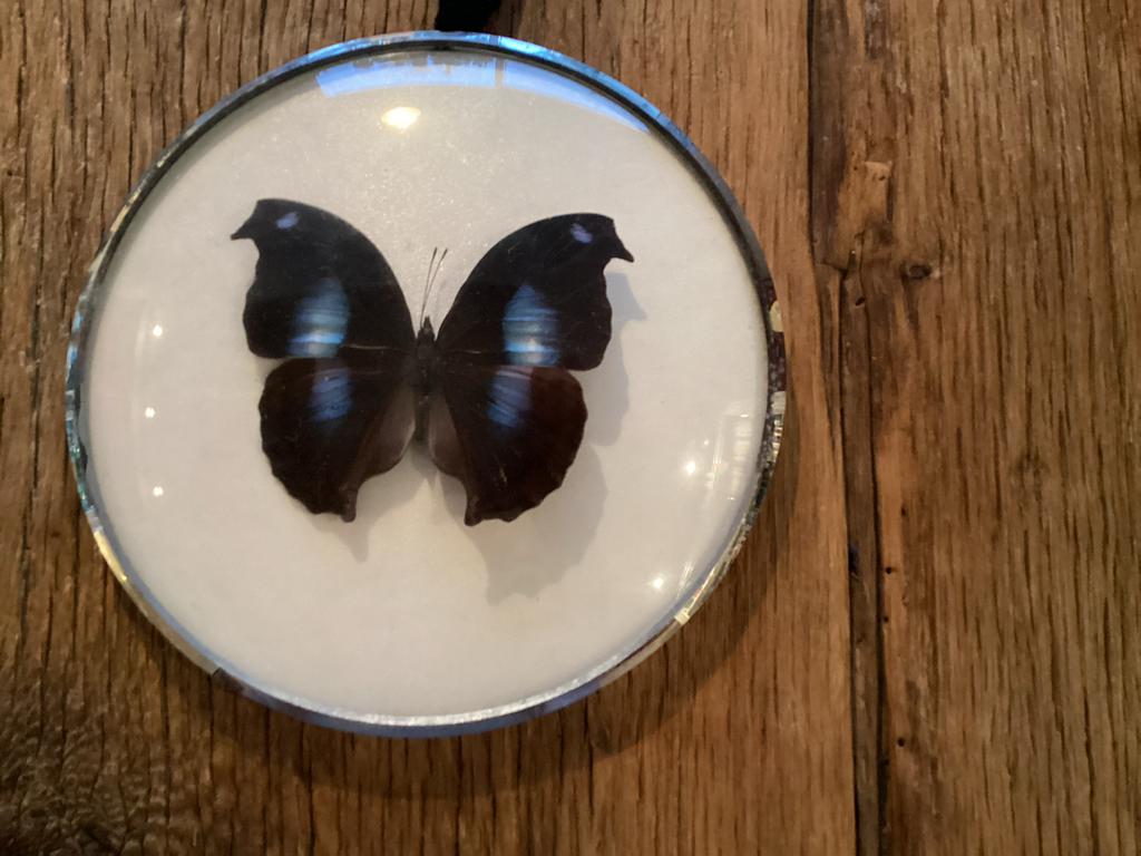 Mooi blauw met zwarte vlinder in zilverkleurige lijst, Ophalen of Verzenden, Gebruikt, Insect, Opgezet dier
