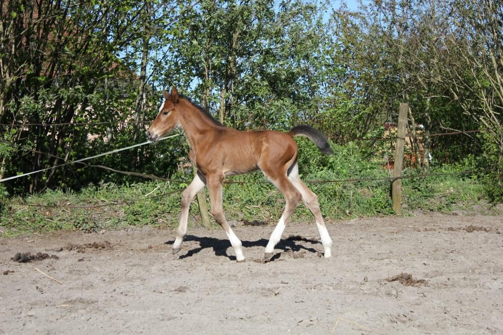 Groot hengst springveulen Pacorro TN(v. Grandorado TN), Dieren en Toebehoren, Paarden, Hengst, Springpaard, 0 tot 2 jaar