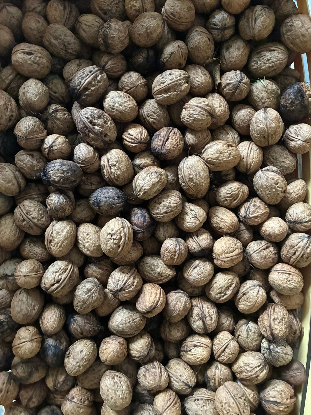 Walnoten uit eigen tuin, Diversen, Ophalen