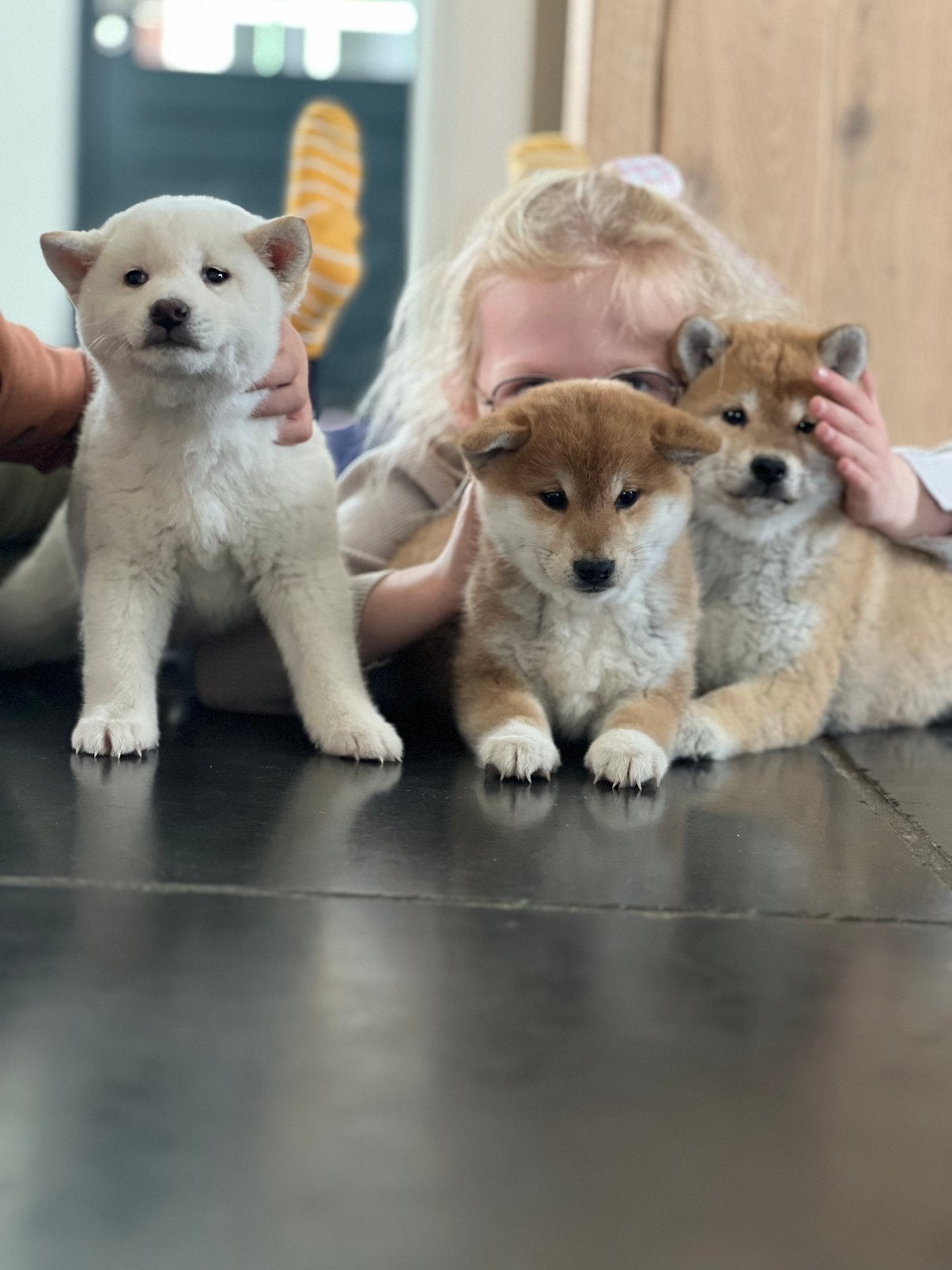 Shiba inu pups, Dieren en Toebehoren, Parvo, Overige rassen, 8 tot 15 weken, Meerdere