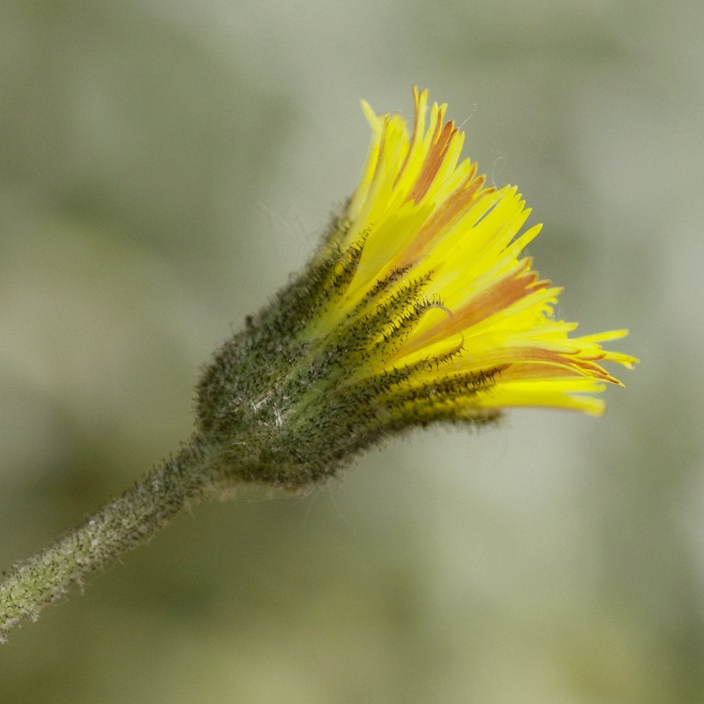 Zaden muizenoor (Pilosella officinarum) - inheems, bio, Ophalen of Verzenden, Najaar, Volle zon, Zaad