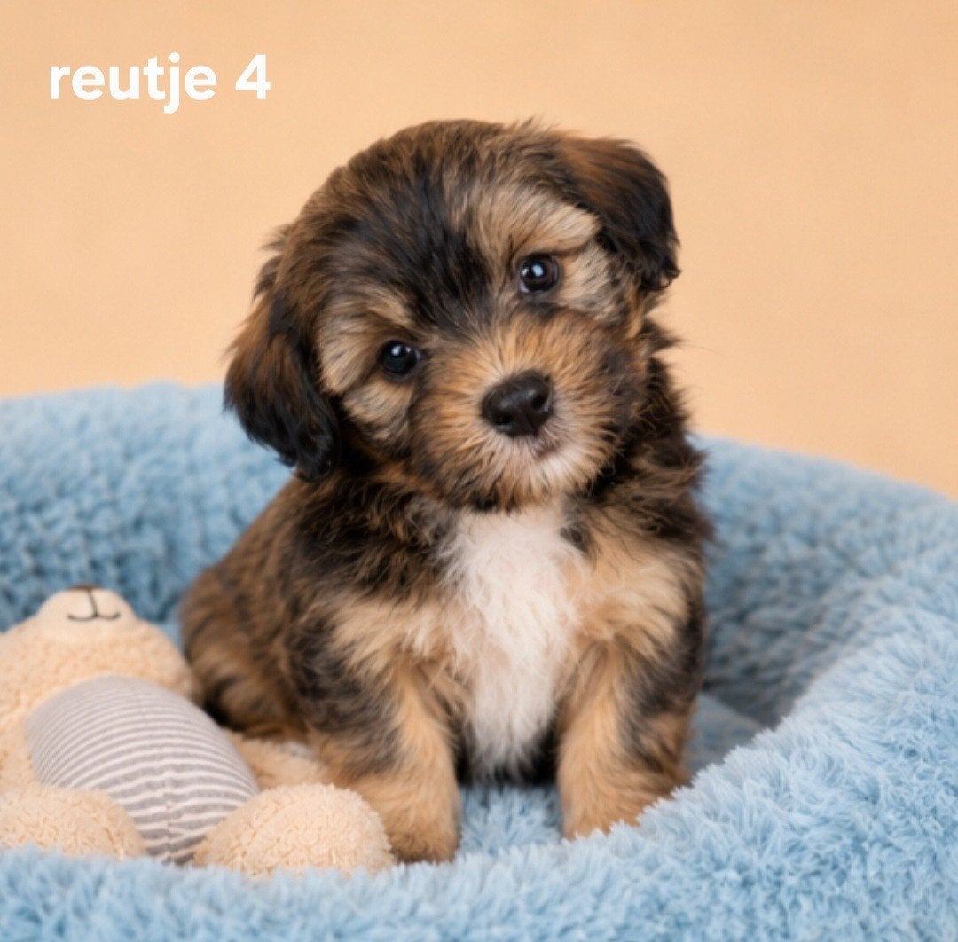 Super mooie boomer pups.Maltezer maal shih tzu, Parvo, Overige rassen, 8 tot 15 weken, Meerdere
