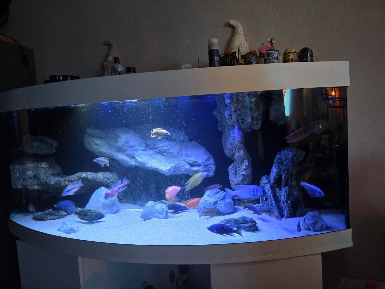 compleet juwel vision 450 aquarium met malawi cichliden, Dieren en Toebehoren, Ophalen, Inclusief controller, Juwel, Gevuld zoetwateraquarium
