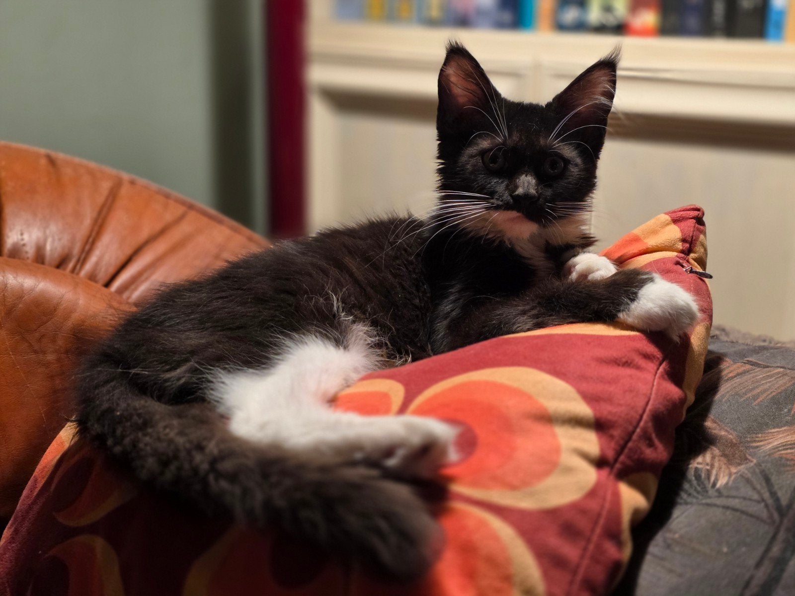 knap maine coon poesje polydactyl met stamboom, Dieren en Toebehoren