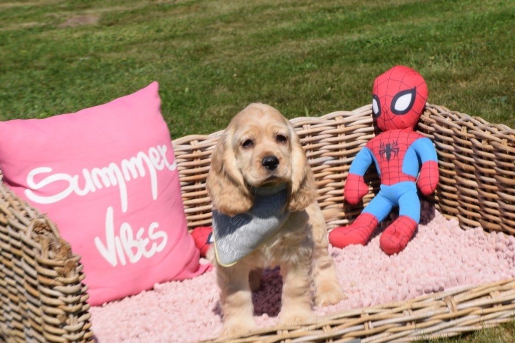 Amerikaanse cocker spaniel pup, 15 weken tot 1 jaar, Buitenland, Teef, Meerdere