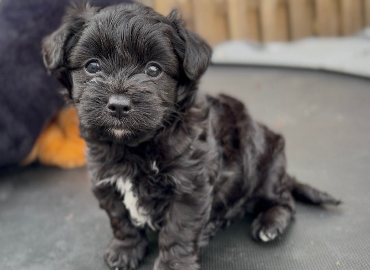 chi-poo pup teef, Dieren en Toebehoren, Honden | Niet-rashonden, 8 tot 15 weken, Teef, Parvo, Eén hond