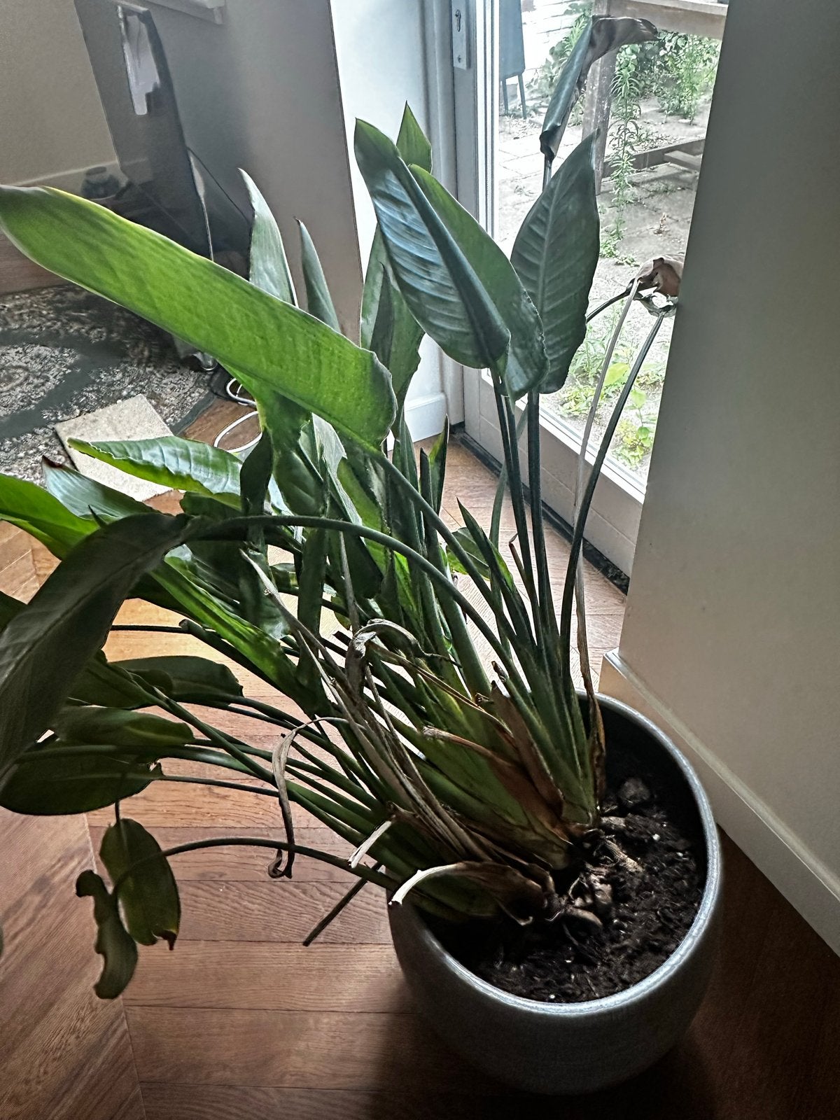 Strelitzia Nicolai - Paradijsvogelplant, Ophalen, Overige soorten, Halfschaduw, In pot
