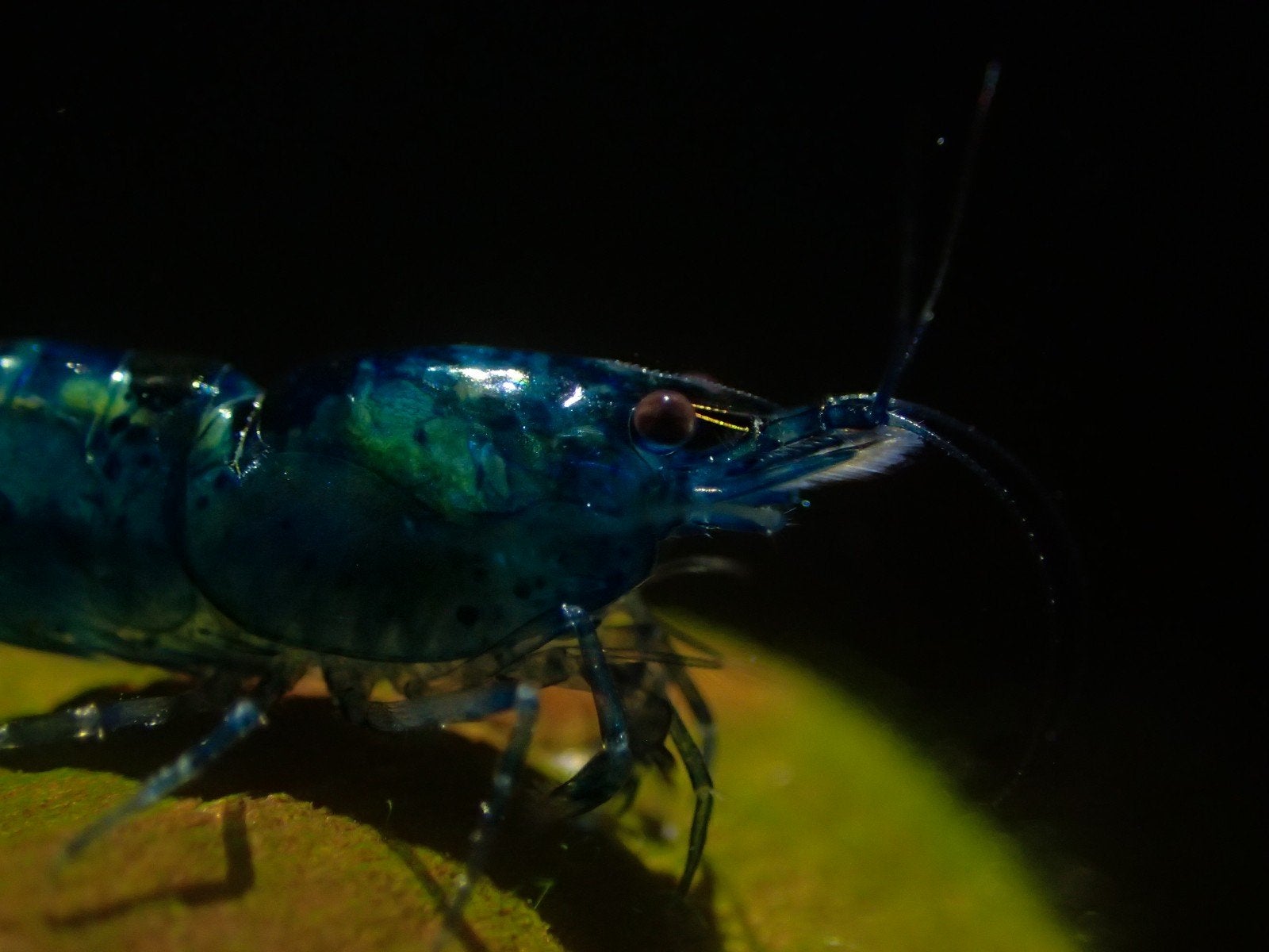 Raszuivere blue velvet garnalen, Dieren en Toebehoren, Vissen | Aquariumvissen, Kreeft, Krab of Garnaal, Zoetwatervis