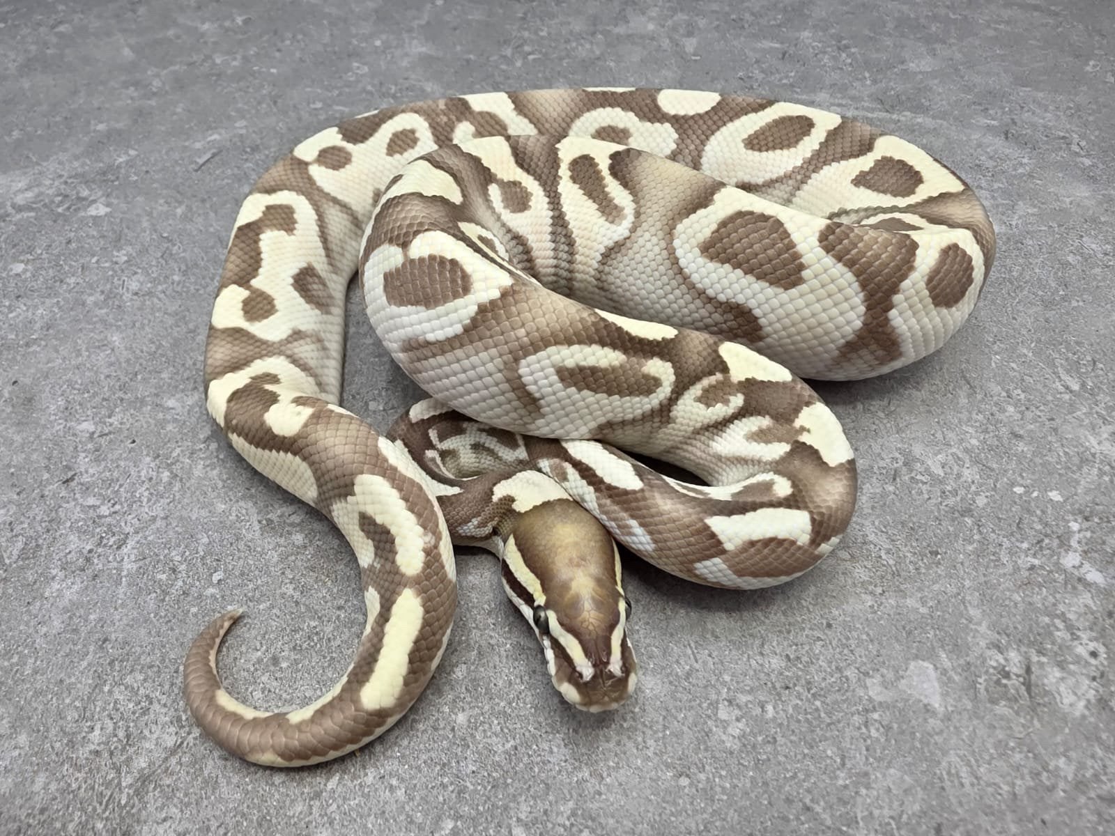 Kweekman Enchi Fire Lesser Yellow Belly DG poss het Cryptic Ball Python - unknown for sale from willems