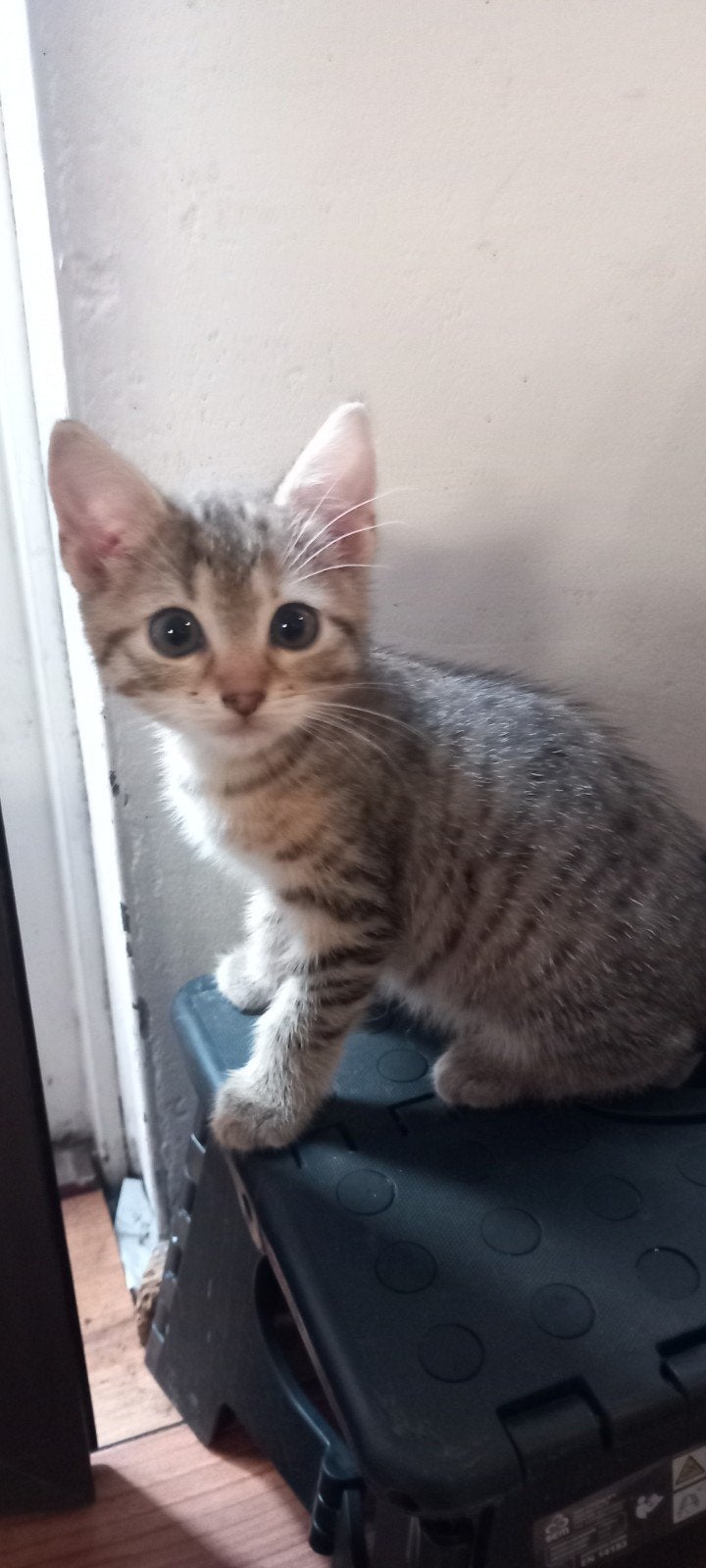 2 lieve kittens zoeken een gouden mandje, Meerdere dieren