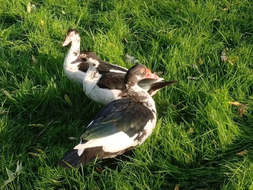muskuseend, Dieren en Toebehoren, Meerdere dieren, Roofvogel, Geringd