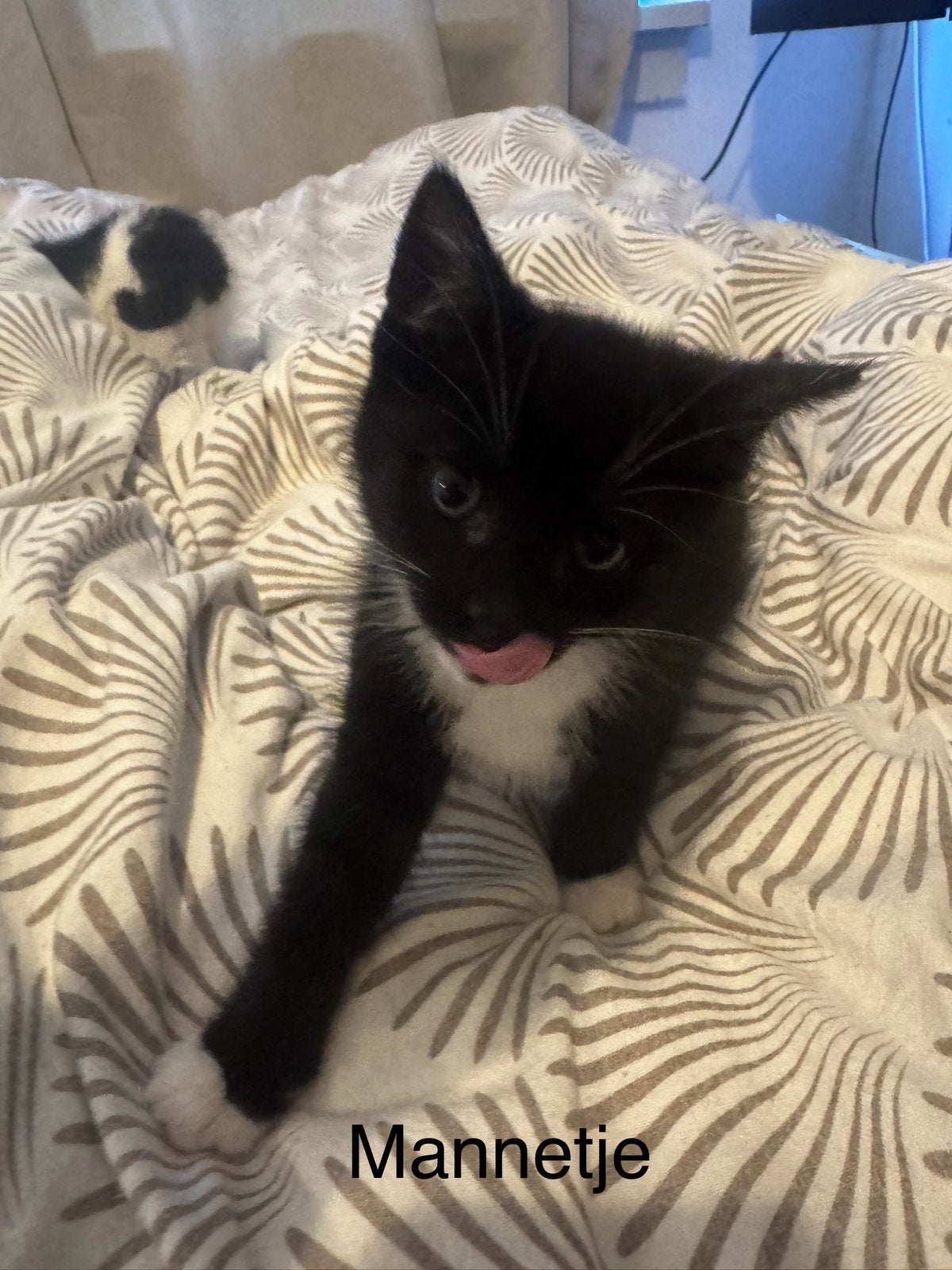 Kittens te koop, Dieren en Toebehoren, Katten en Kittens | Overige Katten, Meerdere dieren, Kortharig, 0 tot 2 jaar