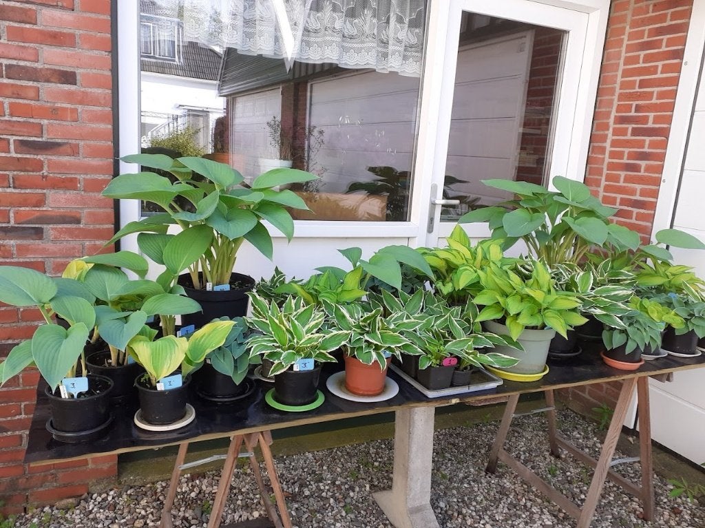 Hosta, hartlelie, Vaste plant, Halfschaduw, Zomer, Ophalen