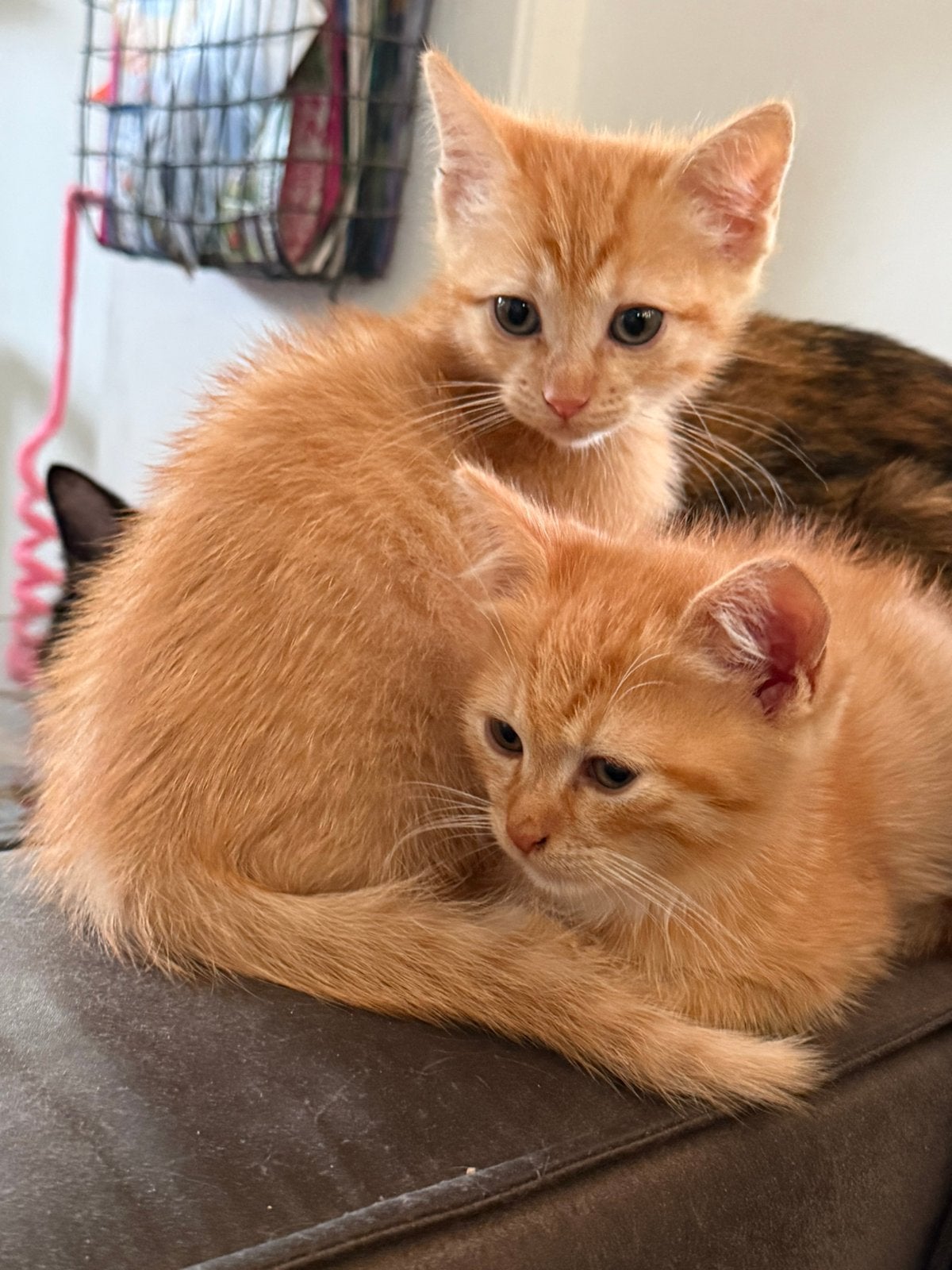 Zeer mooie lieve aanhankelijke kruising Ragdoll kittens, Meerdere dieren, Ontwormd