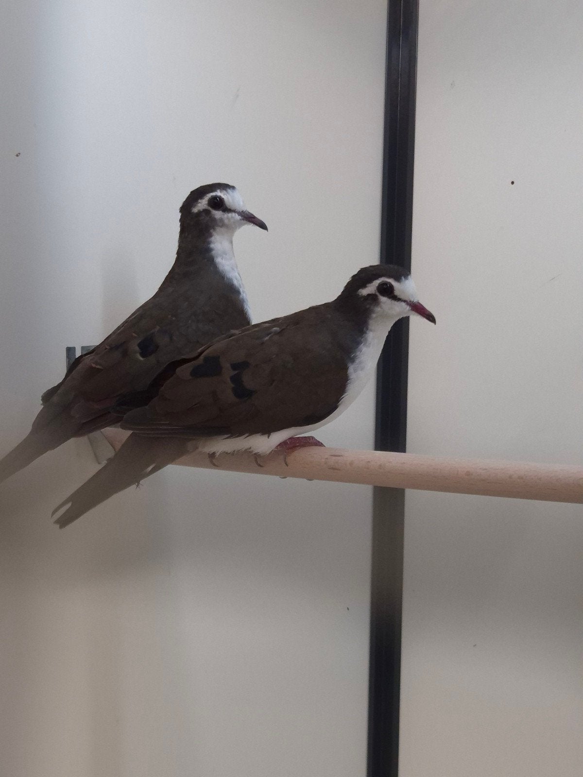 3-3 Tamboerijn duif, Meerdere dieren, Tropenvogel, Geringd