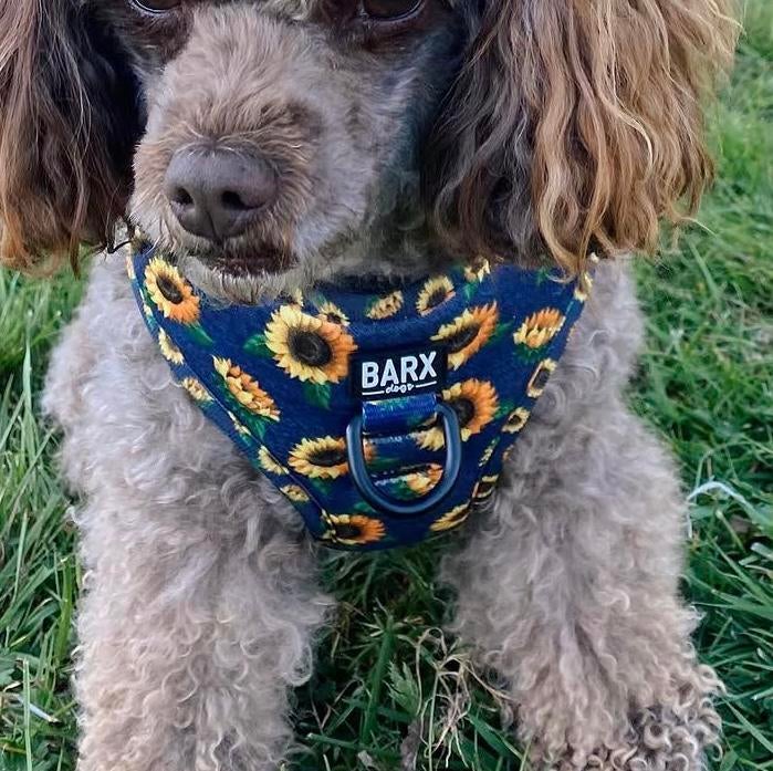 GEZOCHT! Barx Dogs tuigje, Ophalen