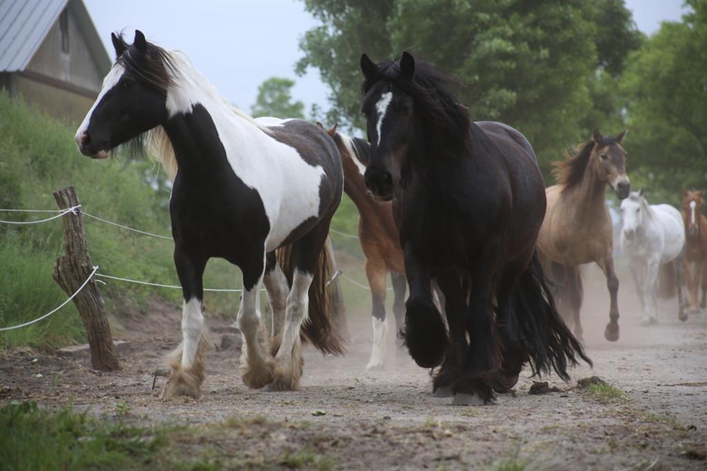 Te koop Irish Cop, Dieren en Toebehoren, Pony's, Meerdere dieren, Onbeleerd, E pony (1.48m - 1.57m), 11 jaar of ouder, Met stamboom