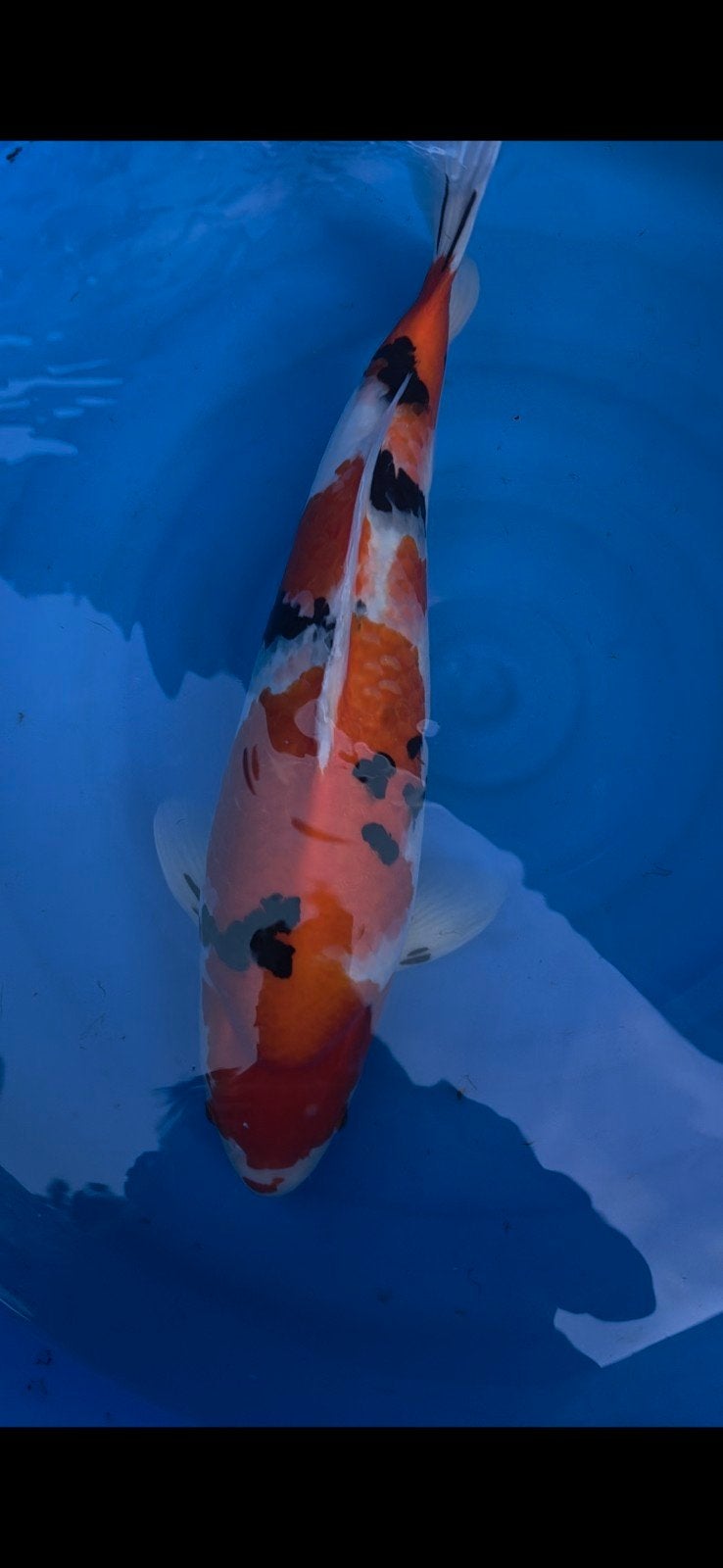 Sanke, Karper of Koi