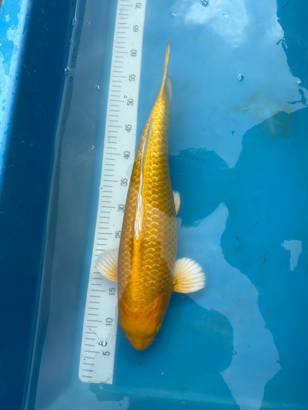 Japanse Yamabuki nisai, 50cm Kim’s Koi