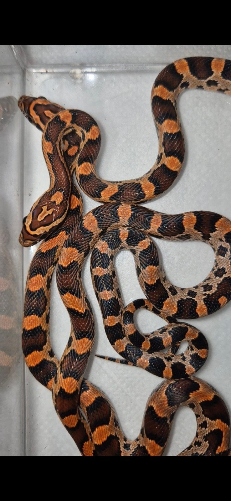 0.0.4 Pantherophis guttatus Okeetee Corn Snake photo 2