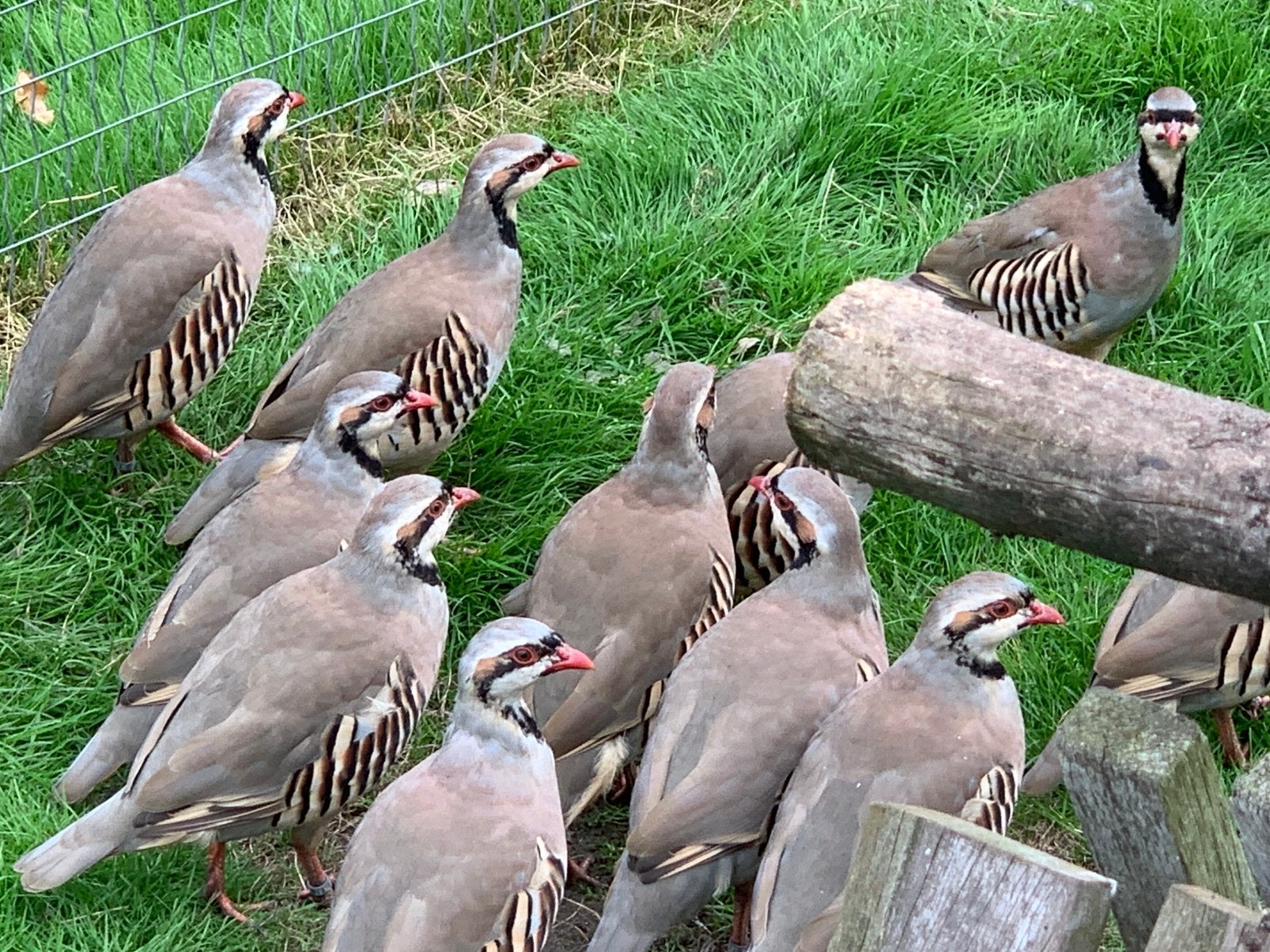 Chukar patrijzen keklik, Dieren en Toebehoren, Meerdere dieren