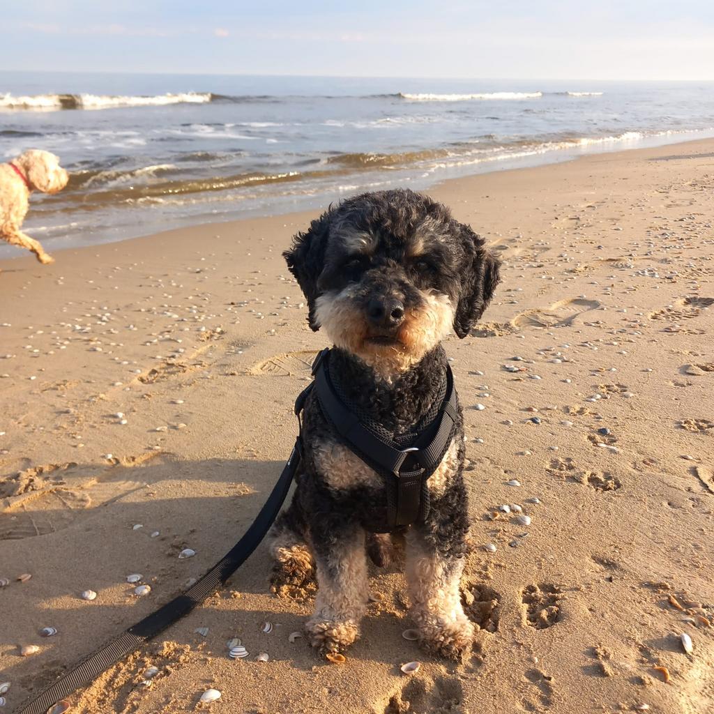 Oppas aangeboden voor kleine hond., Particuliere oppas