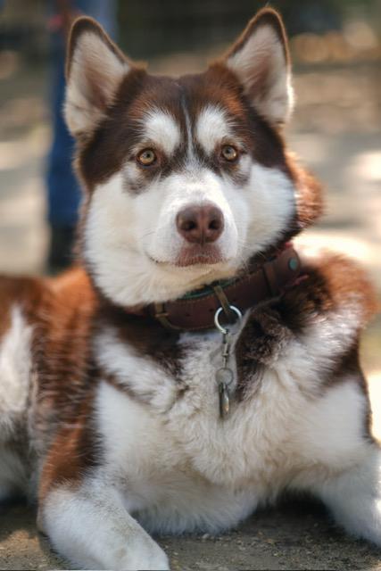 Gezocht! Alaskan Malamute Dekreu., Dieren en Toebehoren, Parvo, Teef, Eén hond, 3 tot 5 jaar