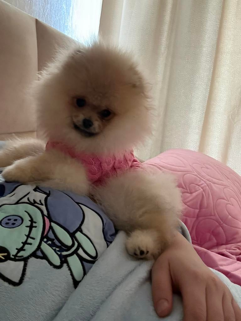 Pomeriaan teefje met stamboom, Dieren en Toebehoren, Honden | Poolhonden, Keeshonden en Oertypen, Particulier, Keeshond, Rabiës (hondsdolheid)