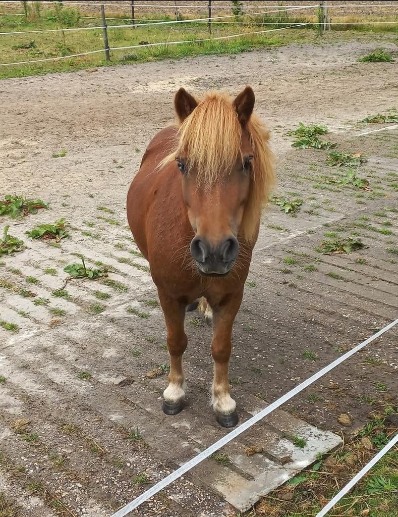 Stalling  met  weiland   ., Dieren en Toebehoren, Weidegang, 2 of 3 paarden of pony's