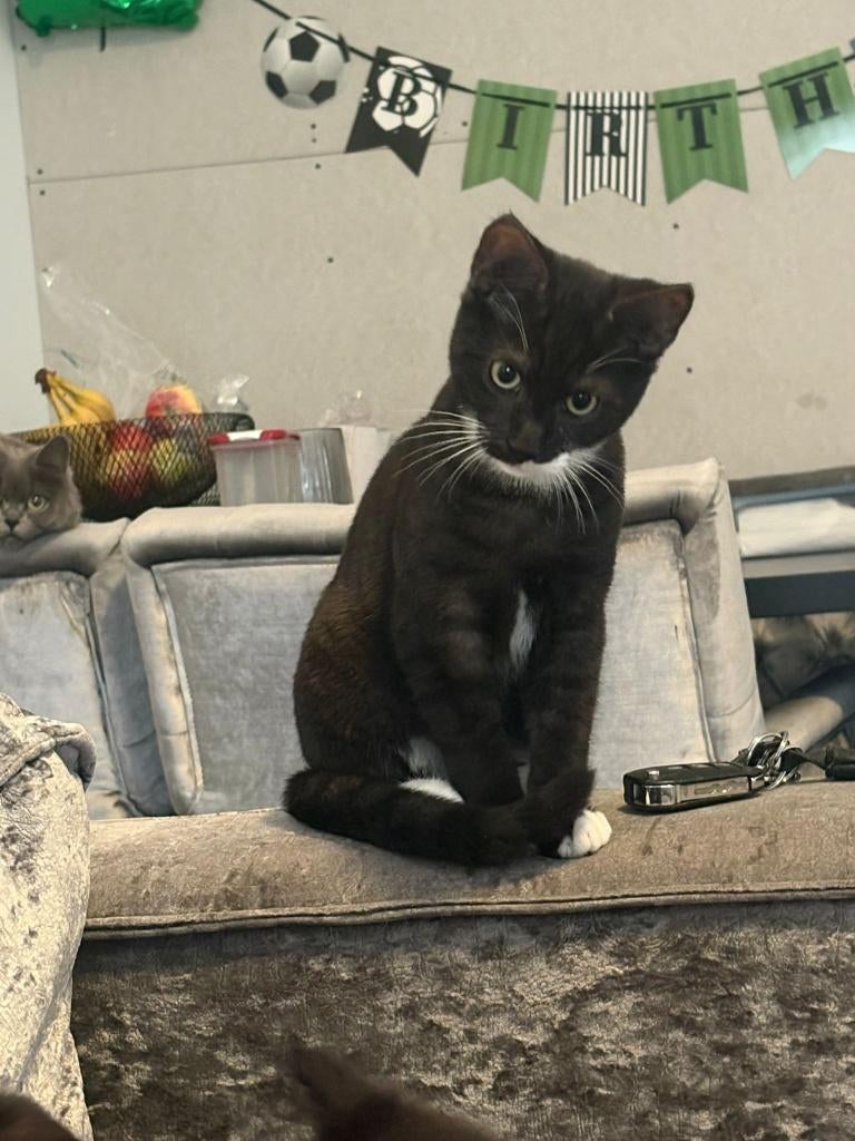 Kittens, Dieren en Toebehoren, Katten en Kittens | Overige Katten, Meerdere dieren, 0 tot 2 jaar