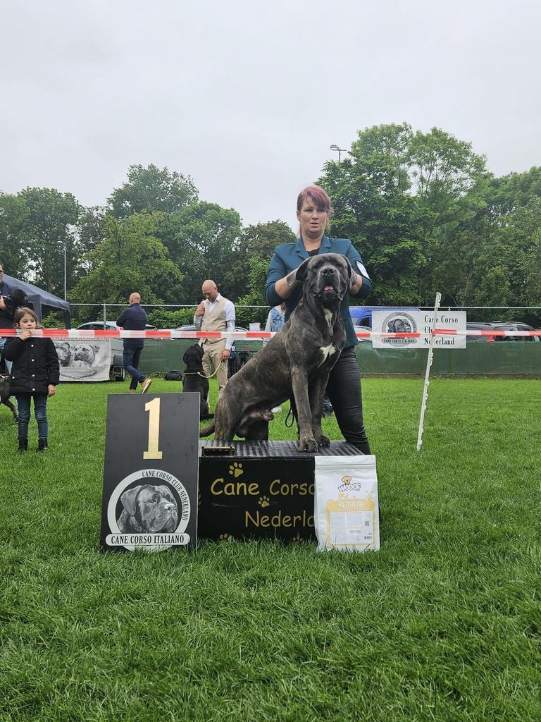Cane corso dekreu met stamboom HD/A ED/0 DSRA Vrij, Reu, Parvo, Eén hond, 3 tot 5 jaar