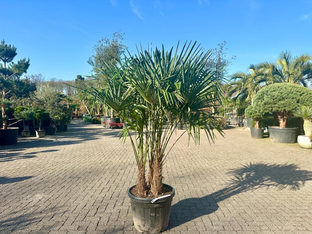 Meerstammige Trachycarpus fortunei palmbomen te koop!!!, Tuin en Terras, Overige soorten, Vaste plant, Ophalen of Verzenden, Halfschaduw