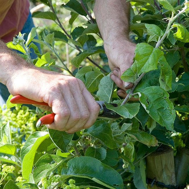 Zomer SNOEIEN Fruitboom (appelboom perenboom, kers, pruim), Garantie, Tuinonderhoud of Snoeiwerk