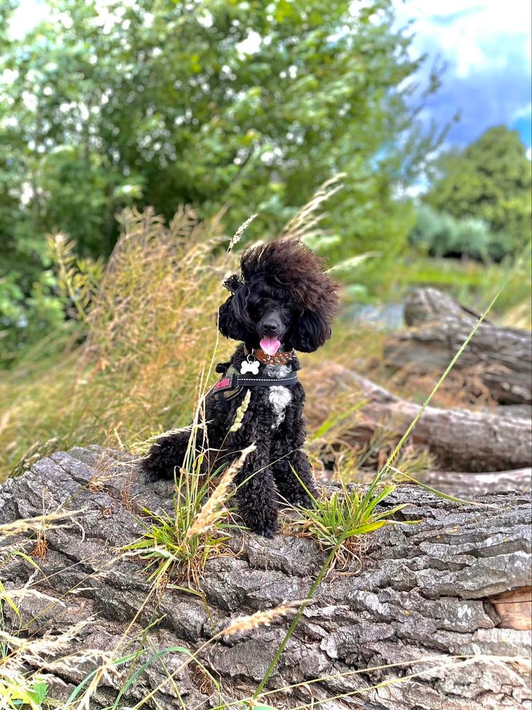 Grote dwerg poedel ter dekking, Dieren en Toebehoren, Reu, 1 tot 2 jaar, Eén hond, Nederland