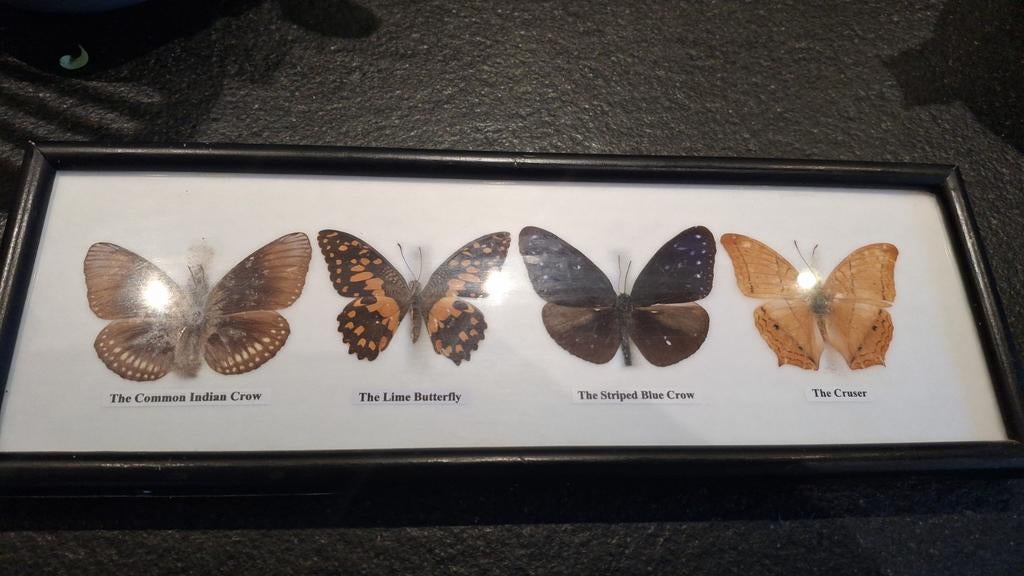 Ingelijste vlinders, Antiek en Kunst, Ophalen of Verzenden
