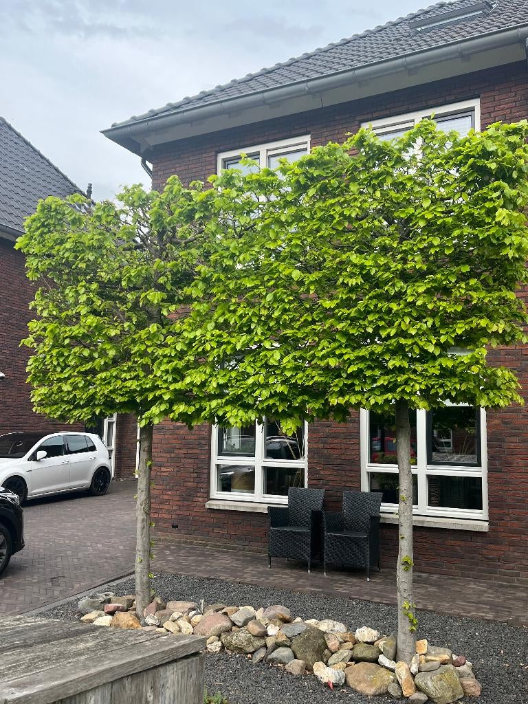Leibeuk, Beukenboom (bladhoudend) groene beuk, Tuin en Terras, Ophalen, Bloeit niet, Leiboom, Halfschaduw