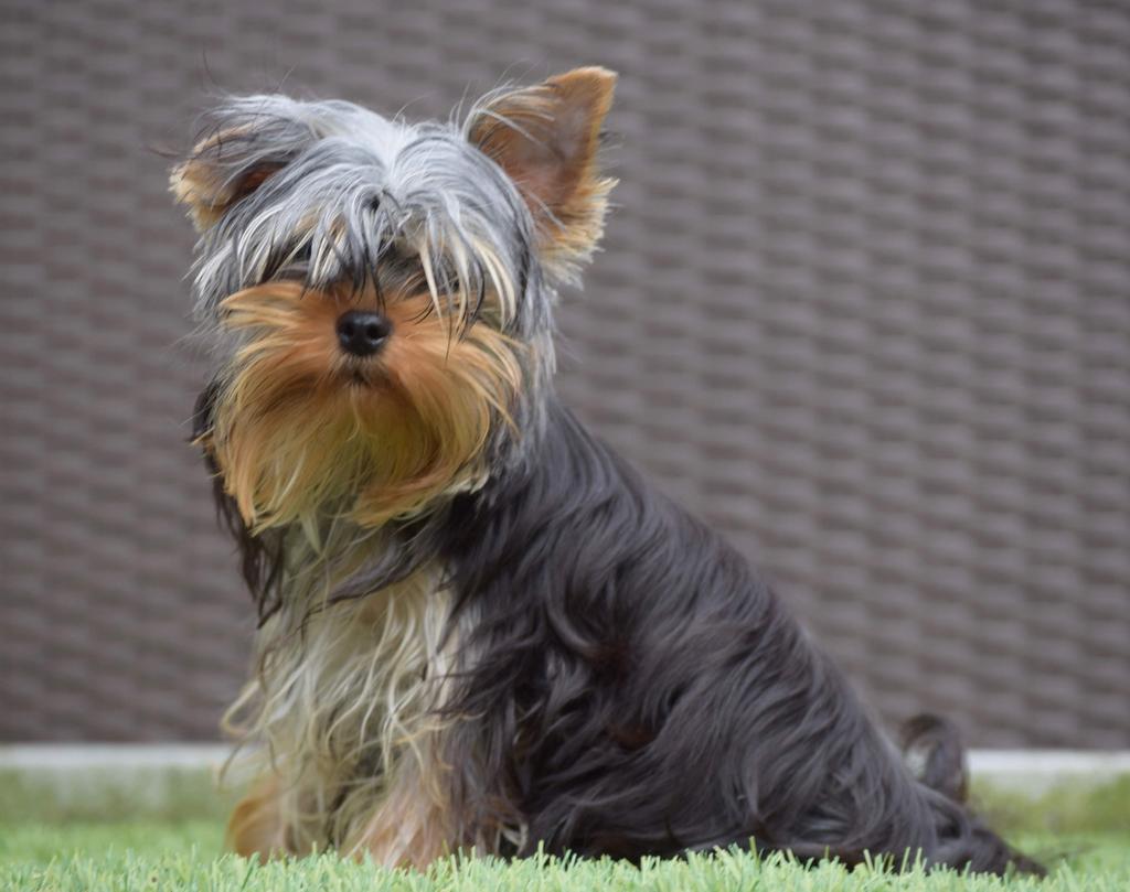 Yorkshire terriër dekreu, Reu, Parvo, Eén hond, 3 tot 5 jaar
