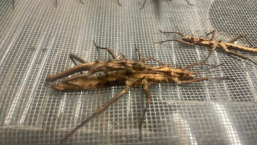 Wandelende tak, Dieren en Toebehoren, Reptielen en Amfibieën, 0 tot 2 jaar