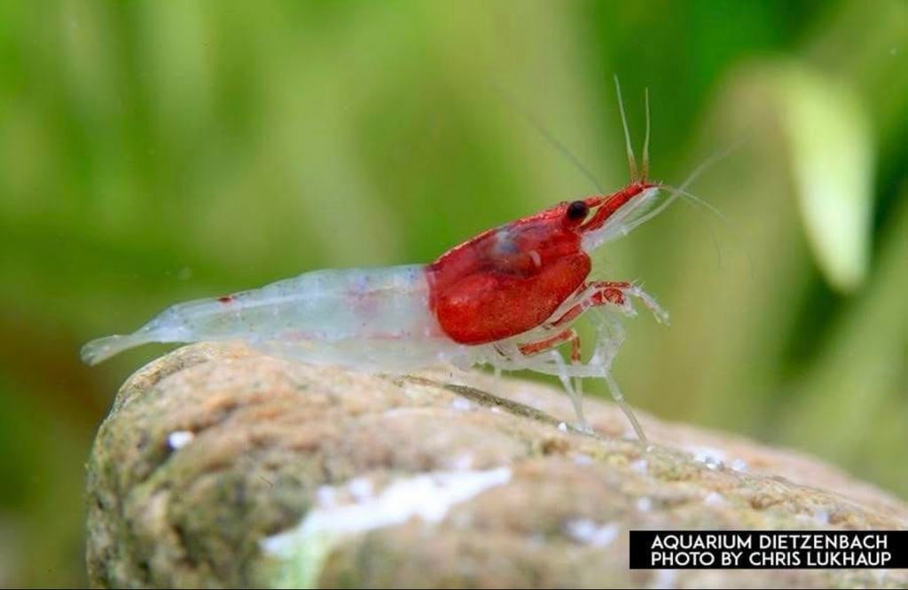 Pre order: Red Neck Neocaridina garnaal - garnalen, Kreeft, Krab of Garnaal