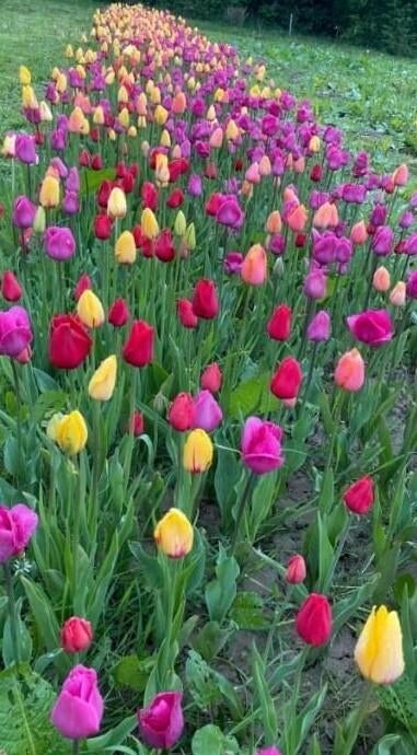 100 tulpenbollen 15 euro, Ophalen of Verzenden, Voorjaar, Volle zon